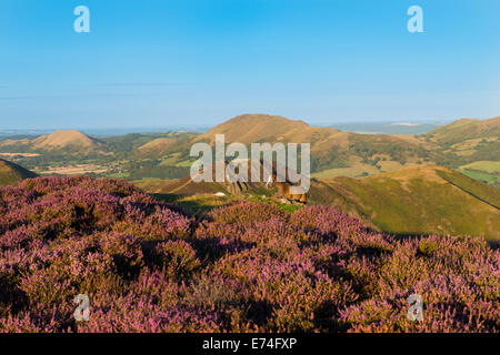 Un puledro pascolare tra heather sulla lunga Mynd sopra Church Stretton in Shropshire Hills, Inghilterra. Foto Stock