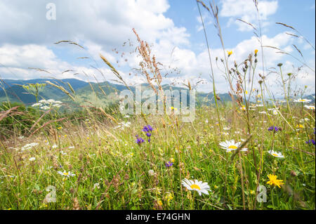 Incredibile giornata di sole in montagna. Prato estivo con fiori selvaggi sotto il cielo blu. Sullo sfondo della natura e paesaggio Foto Stock