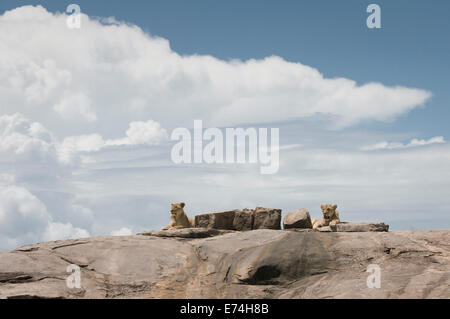 I Lions in appoggio sulla parte superiore del kopje Foto Stock