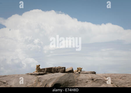 I Lions in appoggio sulla parte superiore del kopje Foto Stock