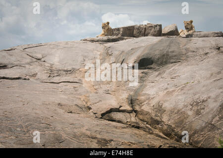 I Lions sdraiato sulla sommità di kopje Foto Stock