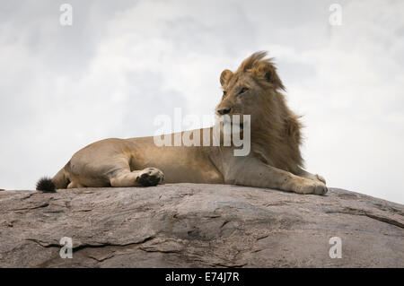 Lion in appoggio sulla parte superiore del kopje-close up Foto Stock