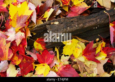 Variopinto caduto foglie di acero in autunno di un seme di acero su un registro in decomposizione. Foto Stock