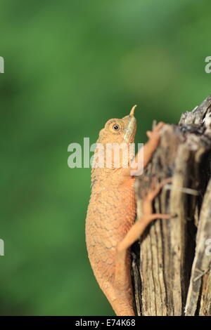 Rhino-cornuto lizard (Ceratophora stoddartii) in Sri Lanka Foto Stock