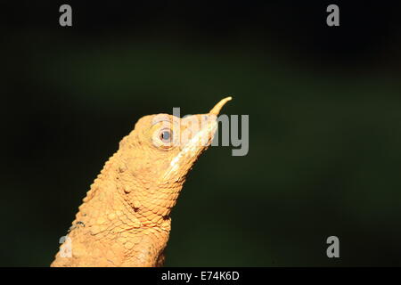 Rhino-cornuto lizard (Ceratophora stoddartii) in Sri Lanka Foto Stock