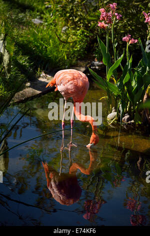 Unico fenicottero rosa Phoenicopterus ruber con filtro a riflessione di alimentazione nel laghetto allo Zoo di Toronto Foto Stock