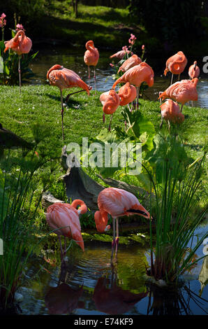 Colonia di fenicotteri rosa Phoenicopterus ruber toelettatura mentre in piedi su erba e guadare in un stagno allo Zoo di Toronto Foto Stock