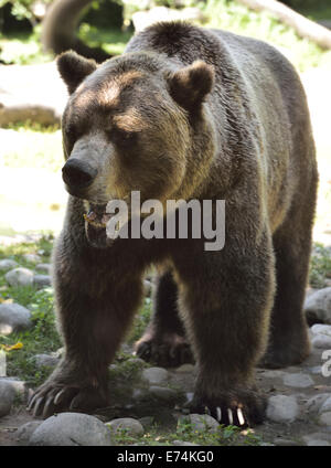 Faccia smorfie di maturo orso grizzly Ursus arctos horribilis allo Zoo di Toronto Foto Stock