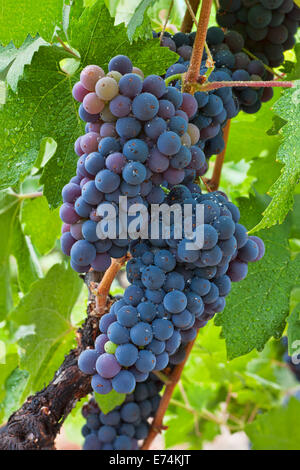 Uve da vino di Calistoga Napa Valley California Foto Stock