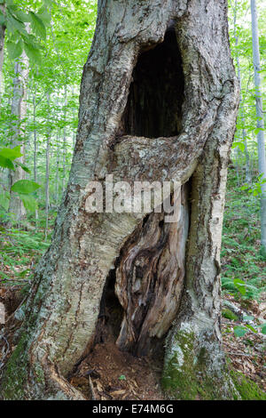 Vecchio Yellow Birch in stretto parente della tacca della White Mountains, New Hampshire USA. Foto Stock