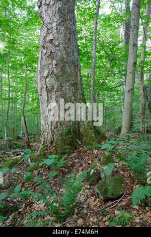 Vecchio Yellow Birch in stretto parente della tacca della White Mountains, New Hampshire USA. Foto Stock