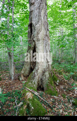 Vecchio Yellow Birch in stretto parente della tacca della White Mountains, New Hampshire USA. Foto Stock