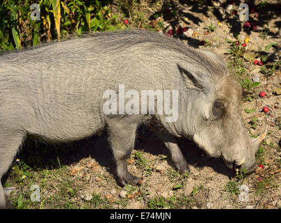 Femmina Warthog Comune di pascolare su caduti mele di granchio Foto Stock