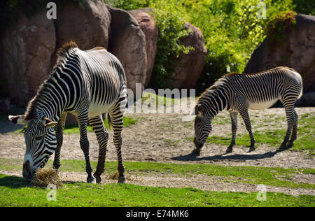 Due di Grevy zebre Equus grevyi pascolo su prato allo zoo di Toronto Foto Stock