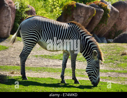 Vista laterale di una retroilluminazione di Grevy zebre Equus grevyi pascolo su prato allo zoo di Toronto Foto Stock