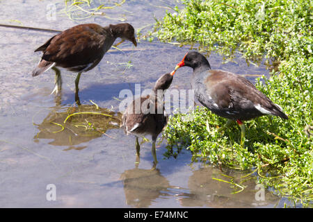 Adulto alimentazione moorhen capretti chick in zone umide Foto Stock