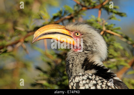 Ritratto di un giallo-fatturati hornbill (Tockus flavirostris), Sud Africa Foto Stock