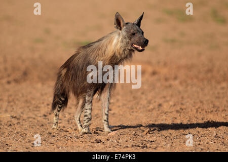 Avviso iena marrone (Hyaena brunnea), Deserto Kalahari, Sud Africa Foto Stock