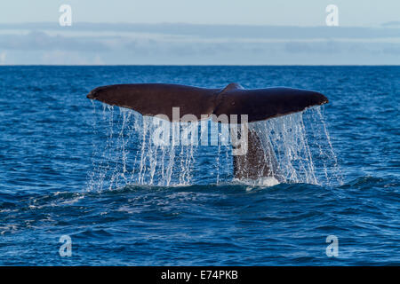 La coda di un Capodoglio (Physeter macrocephalus) immersioni. Shot vicino a Kaikoura Nuova Zelanda Foto Stock