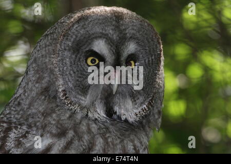 Close-up della testa di un grande grigio Allocco (Strix nebulosa) Foto Stock