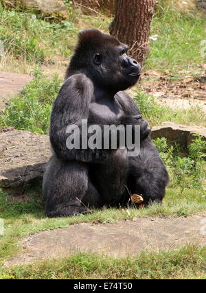 Maschio maturo gorilla a Apenheul zoo, Paesi Bassi Foto Stock