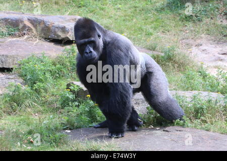 Maschio maturo Western pianura gorilla passeggiate Foto Stock