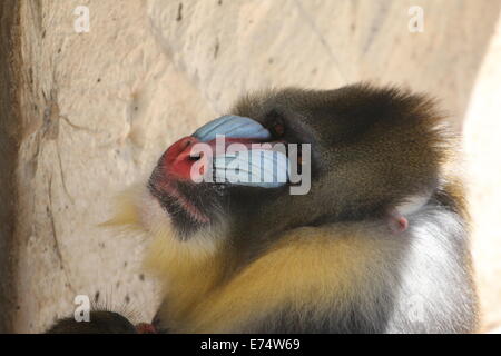 Close-up del viso colorato di un maschio maturo Mandrill monkey (Mandrillus sphinx) Foto Stock