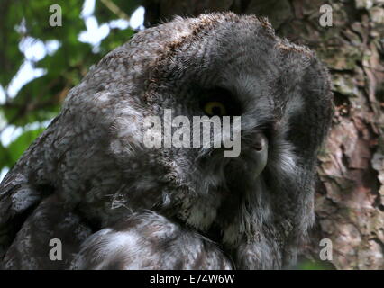 Close-up della testa di un grande grigio Allocco (Strix nebulosa) Foto Stock