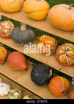 Display di autunno di zucche e zucche ornamentali su scaffalature di legno. Foto Stock