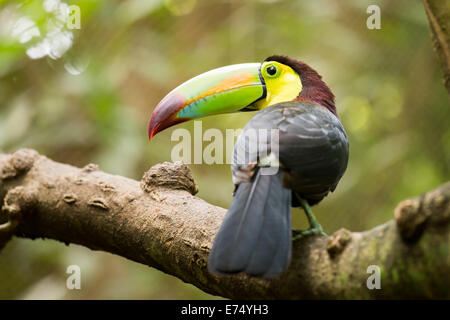 Ritratto di chiglia colorati fatturati Toucan bird in Messico Foto Stock