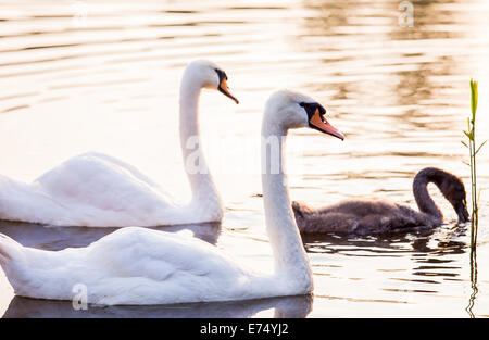 Giovani cygnet con i suoi genitori galleggianti sulla superficie dell'acqua Foto Stock
