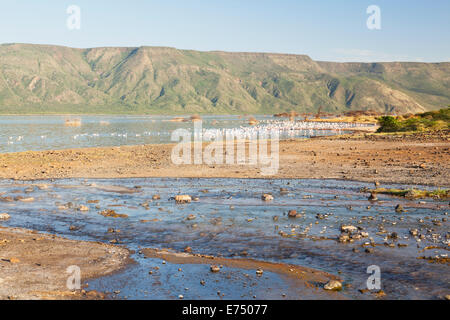 Hot Springs al Lago Bogoria in Kenya con fenicotteri rosa in background. Foto Stock