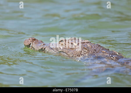 Coccodrillo di acqua dolce a Lake Baringo, Kenya che mostra la sua testa. Foto Stock