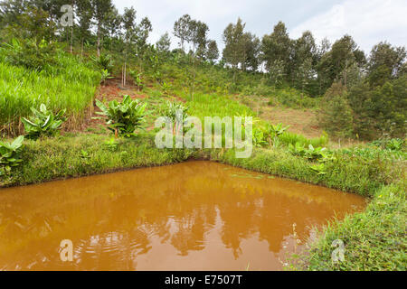 Un pesce artificiale di stagno in una valle nel verde altopiano a nord di Nairobi in Kenya. Foto Stock