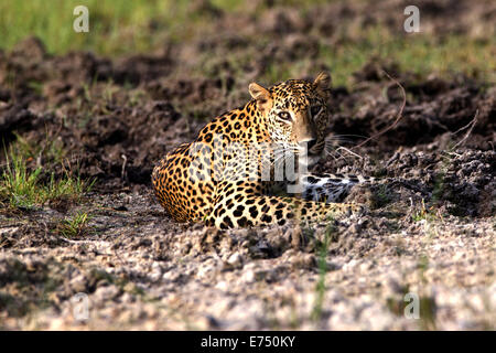 Leopardo dello Sri Lanka (Panthera pardus kotiya) Foto Stock