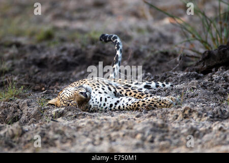 Leopardo dello Sri Lanka (Panthera pardus kotiya) Foto Stock