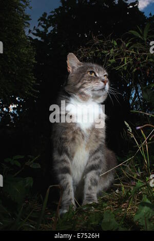 Tabby gatto nel giardino di notte Foto Stock