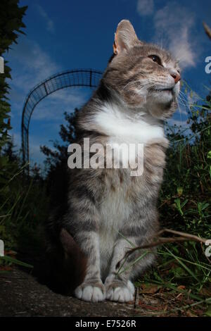 Tabby gatto nel giardino di notte Foto Stock