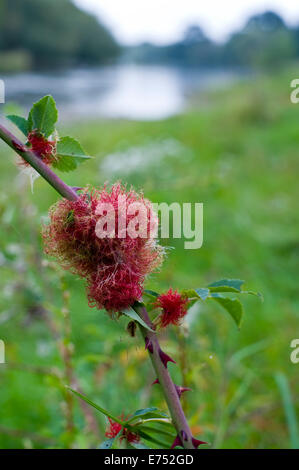 La rosa bedeguar gall, Robin's puntaspilli gall, o moss fiele che cresce su rosa canina sull argine a Hay-on-Wye, Herefordshire, Eng Foto Stock