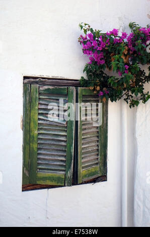 Purple bougainvillea crescente accanto a vecchie persiane di legno dipinta di bianco sul muro di casa, Menorca, Spagna Foto Stock