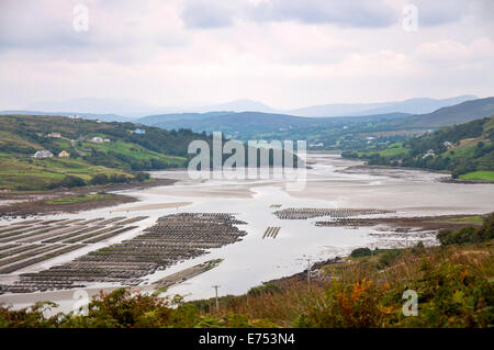 Ardara, County Donegal, Irlanda. 7 sett. 2014. Ostriche contenente 2,5 milioni di ostriche. Ostriche irlandesi sono ora in alto la domanda come malattia ha lasciato ostriche francesi decimato di produzione. Ostriche irlandesi sono ora comandando i prezzi premium in quanto essi non sono influenzati dalla malattia. Credito: Richard Wayman/Alamy Live News Foto Stock