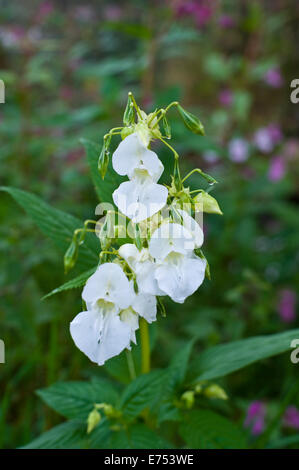 Rare Bianco Balsamo himalayana di specie invasive che cresce a Warren Hay-on-Wye Powys Wales UK Foto Stock