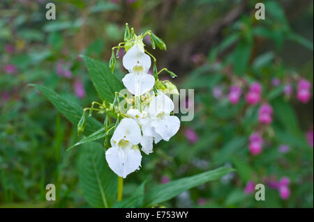 Rare Bianco Balsamo himalayana di specie invasive che cresce a Warren Hay-on-Wye Powys Wales UK Foto Stock