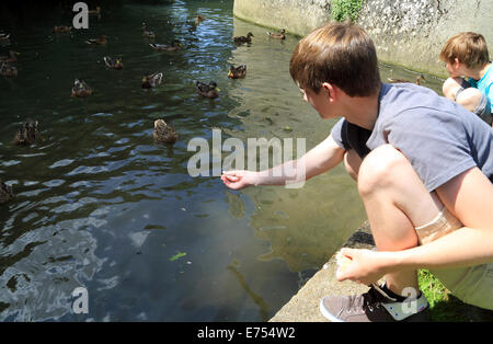 Anni 15 alimentando le anatre sul fiume Loir at Promenade de la Fontaine, Illiers Combray, centro, Eure et Loir, Francia Foto Stock