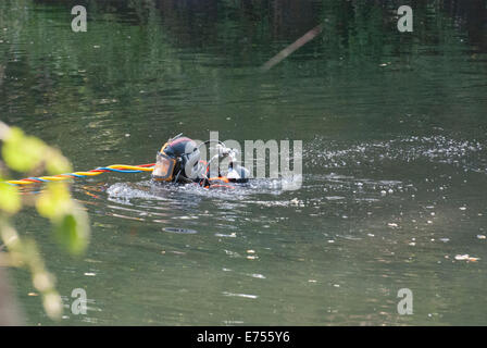 Hanwell, London, Regno Unito. 7 Sep, 2014. Come la ricerca di Alice continua lordo di un subacqueo di polizia cerca una sezione del Grand Union Canal in Hanwell, London, Regno Unito. Credito: Peter Manning/Alamy Live News Foto Stock