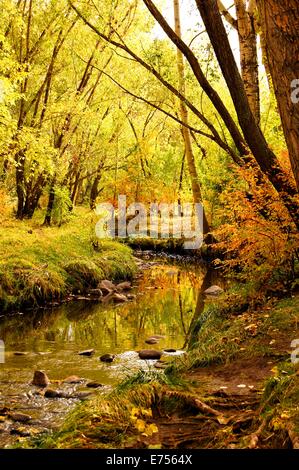 Paesaggio autunnale con delicata creek attraverso una foresta Foto Stock