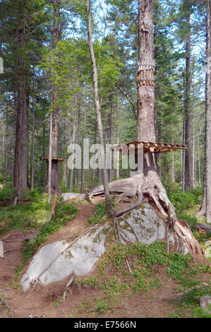 L'albero cresce su una grande pietra, Siberia, Federazione russa Foto Stock