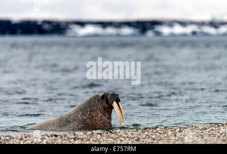 Atlantic trichechi (Odobenus rosmarus) Torellneset Svalbard Norvegia Circolo Polare Artico Scandinavia Europa Foto Stock