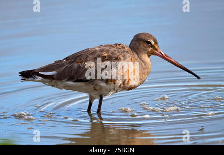 Nero Tailed Godwit Foto Stock