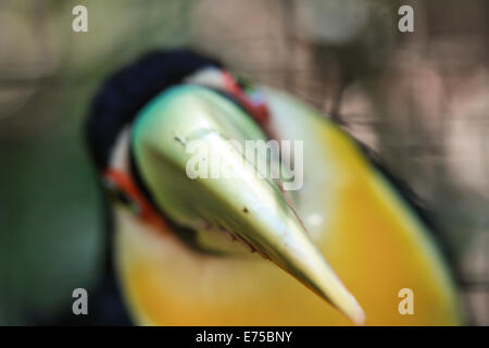 Visualizza in basso la fattura di un colorato luminosamente toucan Foto Stock